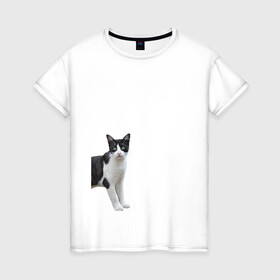 Женская футболка хлопок с принтом смотрящая кошка в Петрозаводске, 100% хлопок | прямой крой, круглый вырез горловины, длина до линии бедер, слегка спущенное плечо | голова | домашнее животное | животное | зверь | кот | котёнок | кошка